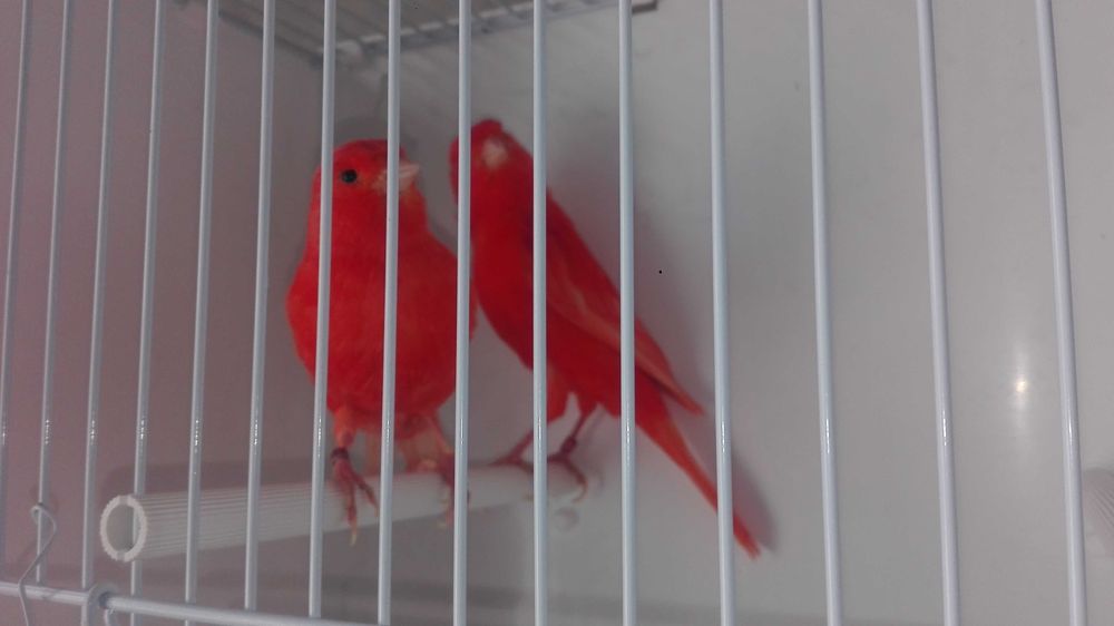 Vendo bons cananarios