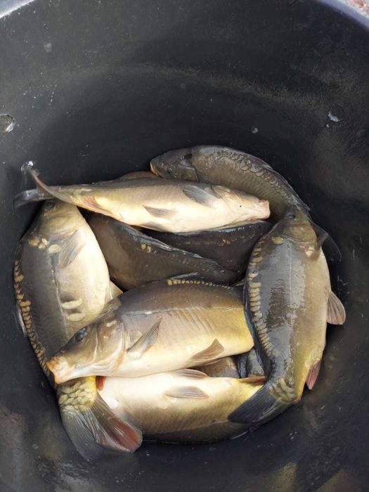 Karp handlowy pyszny