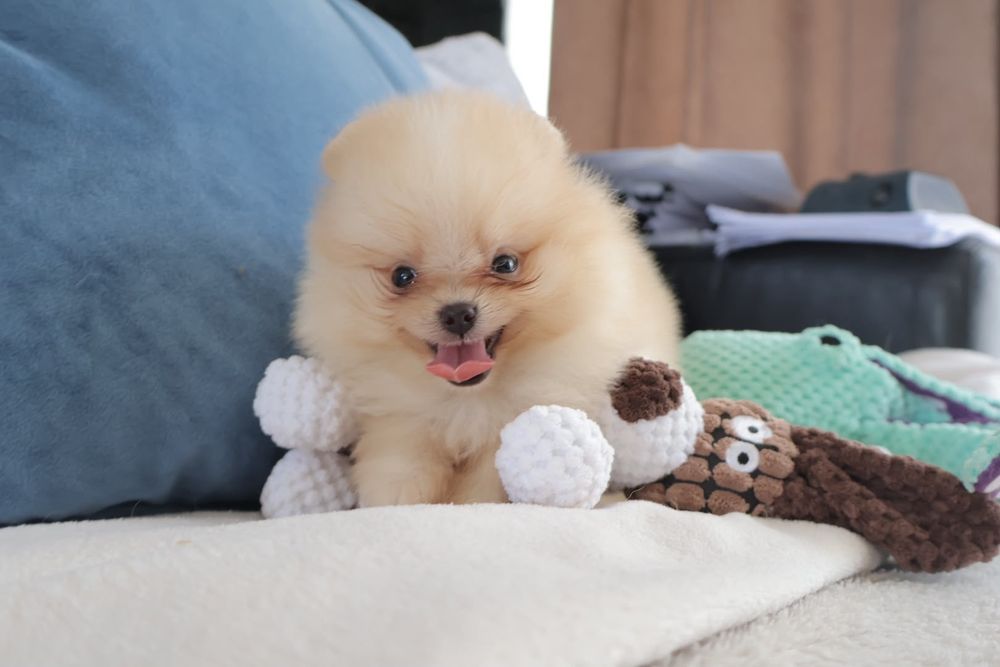 Lulu da Pomerânia. Ursinho com Lop e Afixo.  Super mini Perfeito!