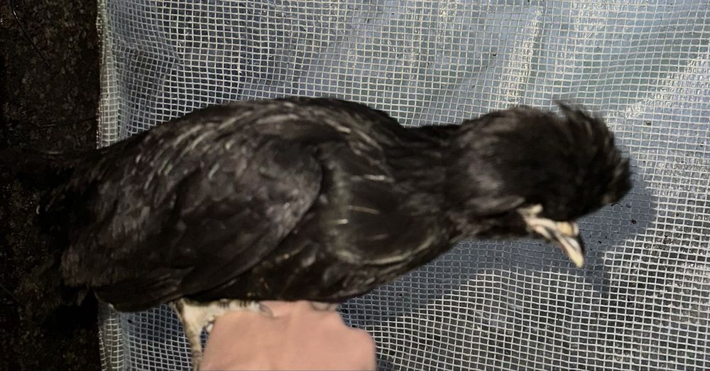 Vendo peduanas novas