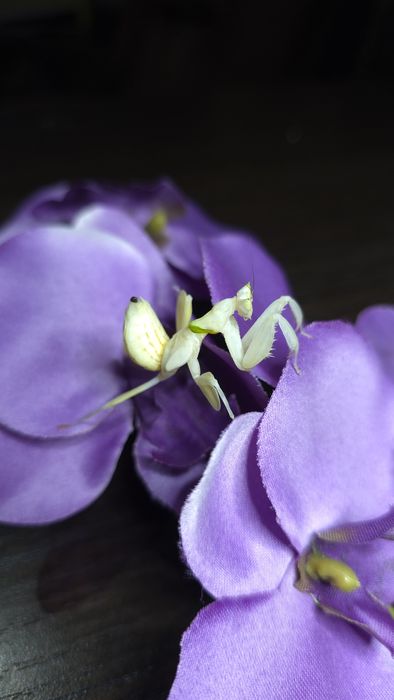 Modliszka Storczykowa L6 SAMICA - Hymenopus Coronatus