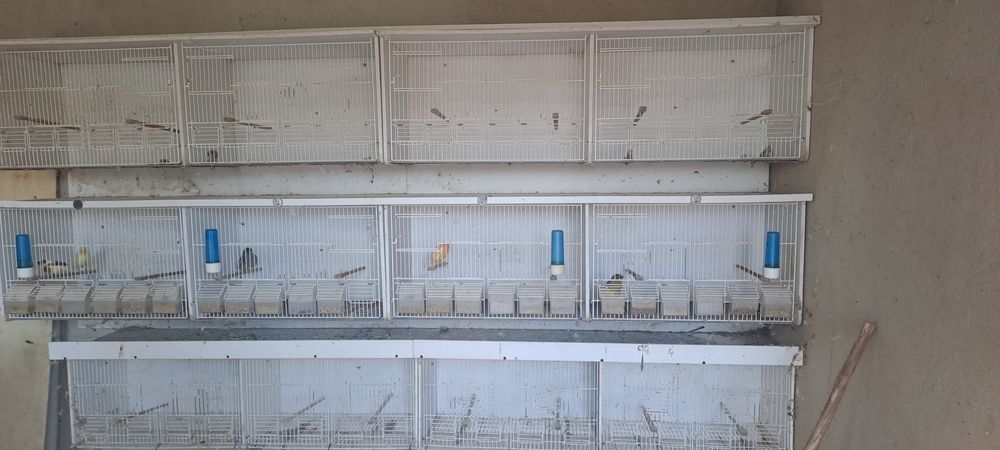 Gaiolas de criação pvc