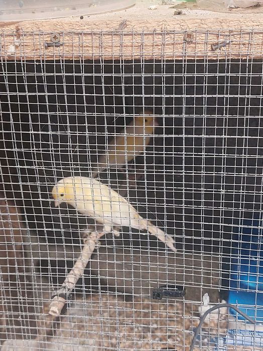 9 canarios (desistencia)