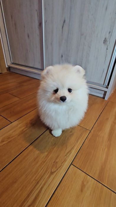 Piesek 3mc  pomeranian gotowy do odbioru
