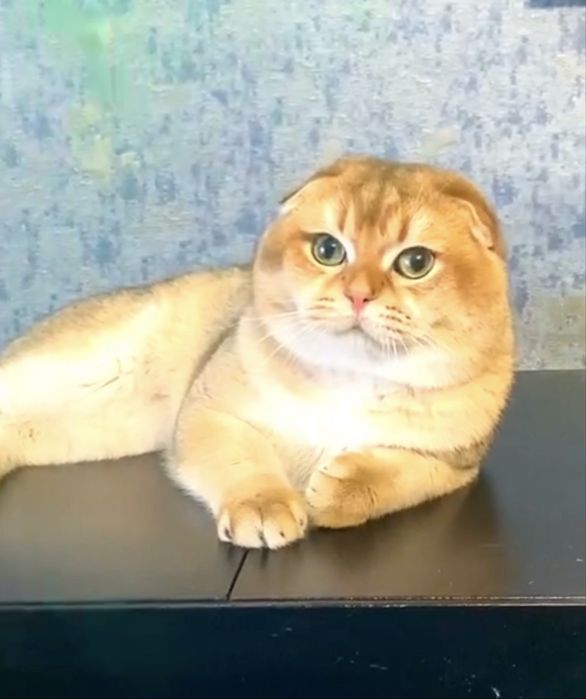 Гарний висловухий золотий котик , цікавий у розпліднення