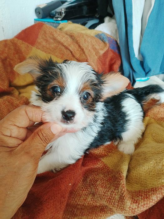 Biewer Terrier  Fêmea Super Miniatura