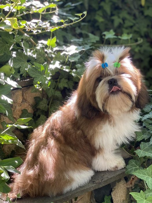 Милі , лялечки , цуцики Ши- Тцу  КСУ FCI