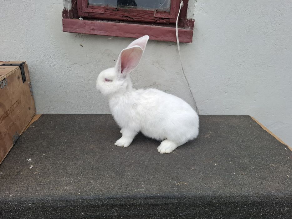 Belgijski olbrzym biały samce samice młode rodowód