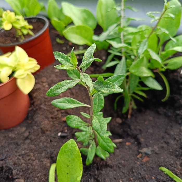 Zdrowa sadzonka jagody goji (Lycium barbarum) – krzew owocowy / superfood antyrakowe anty oksydanty