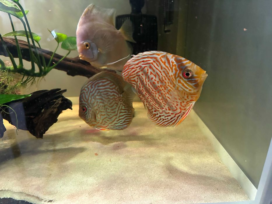 Sprzedam paletke  dyskowca  tiger