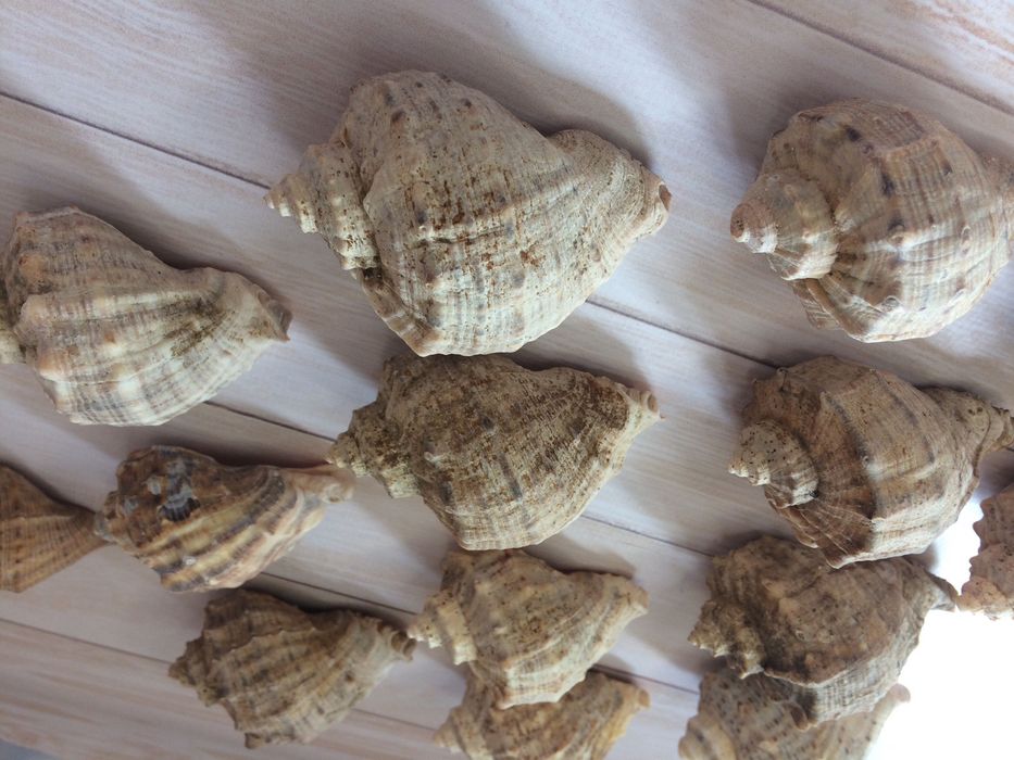 Ракушки Рапани морські справжні