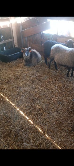 Owce wrzosówki samice