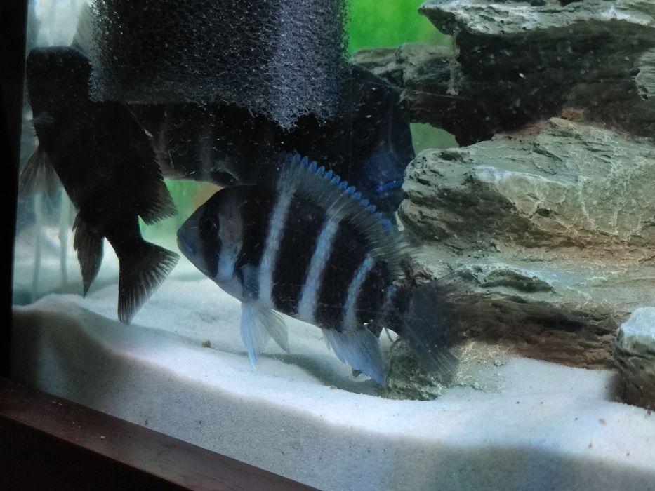 20cm i 10cm Frontosa Burundi (Cyphotilapia frontosa)