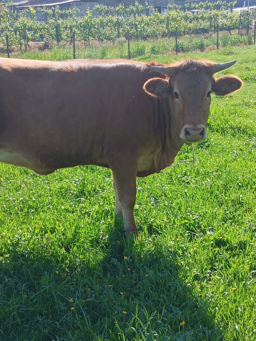 Vaca minhota.
