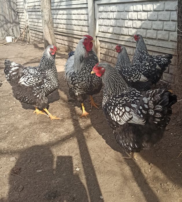 Продам курчата породи Віандот срібло.
