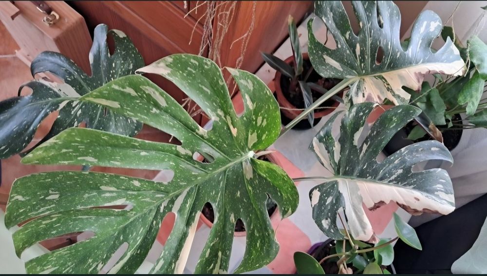 Monstera variegata