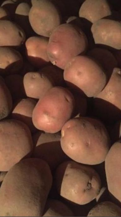 Продаєця картопля