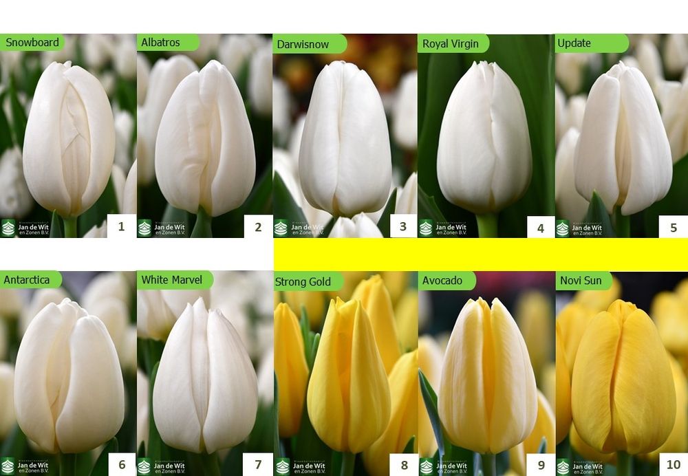 ТЮЛЬПАН Український ОПТ