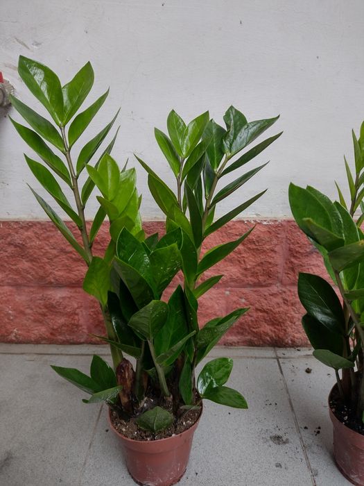 Замиуокулькас долларовое дерево