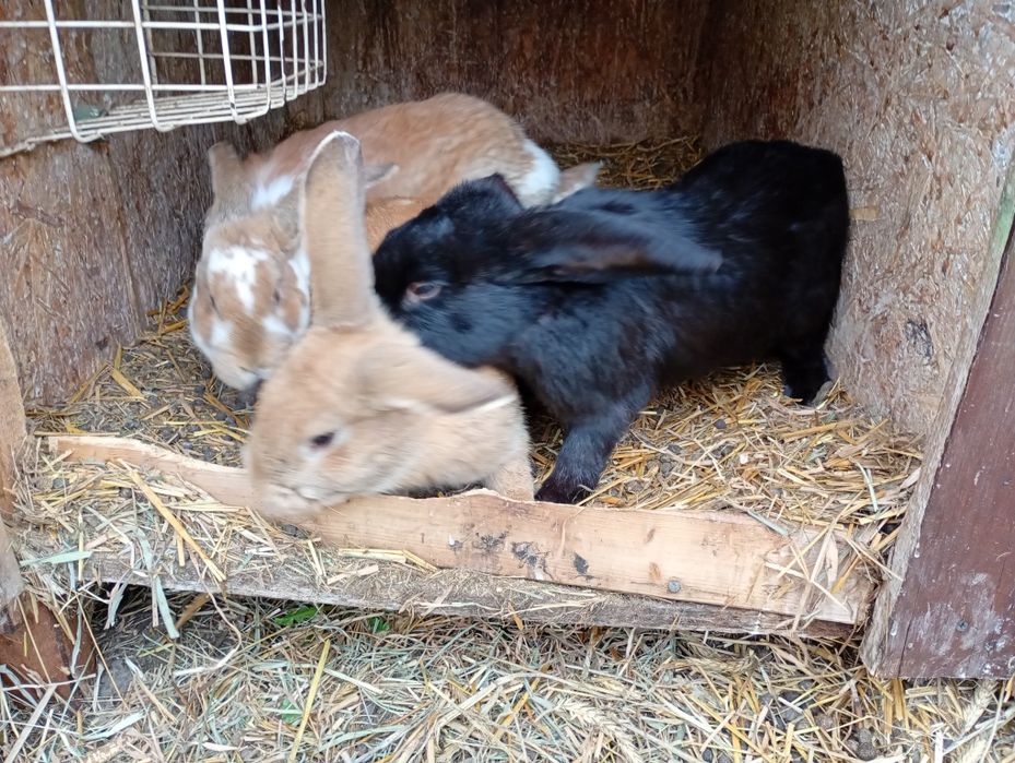 Króliki hodowlane w typie Baran francuski