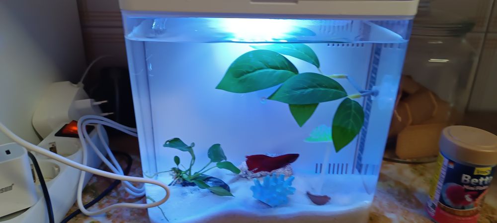 Aquário completo com Betta