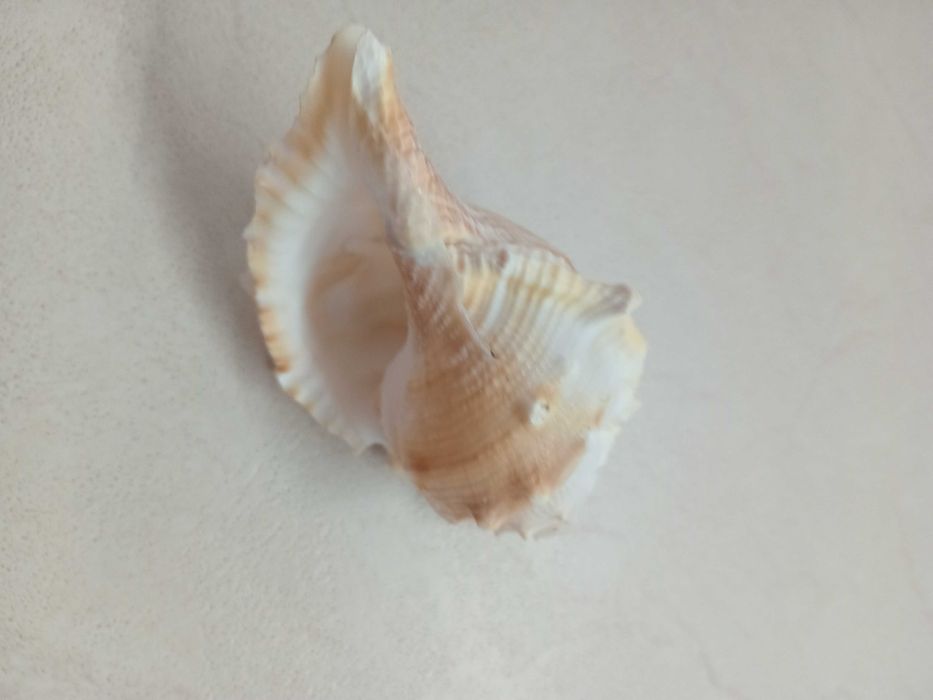 Ракушки морские большие 3 штуки