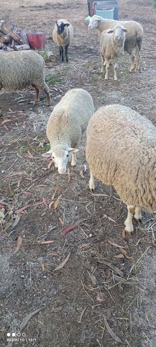 Borregas ille france puras