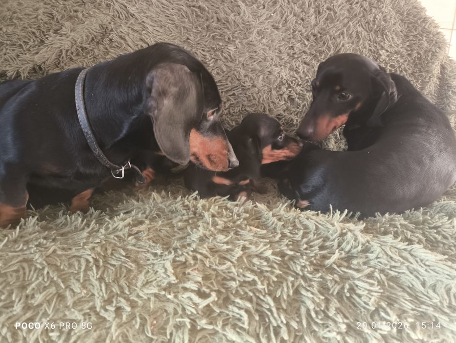 Чистокровні цуценята такси