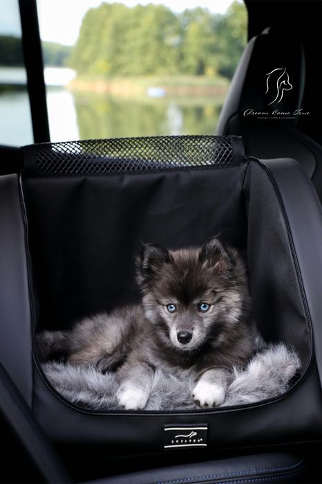 Pomsky ( Mini Husky )
