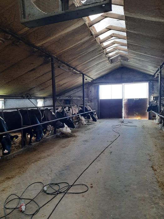 Bielenie i mycie obór, kurników, chlewni