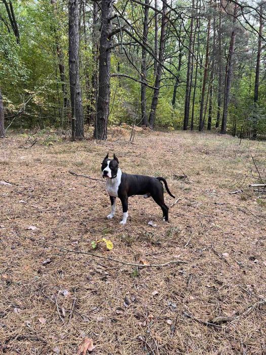 Амстафф КСУ шукає подругу для случки