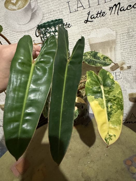 Филодендрон Биллитау (Philodendron billietiae) от вар