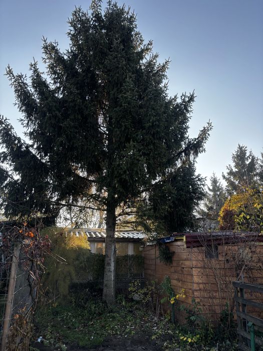 Usługi ogrodnicze /wycinka drzew/koszenie traw