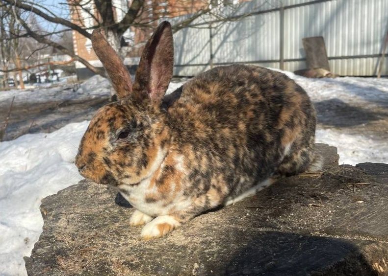 Кролики Рекс в окрасі гепард