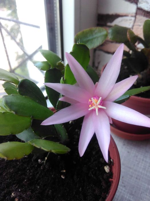 Рипсалидопсис разные