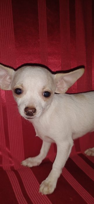 Хлопчик чихуахуа