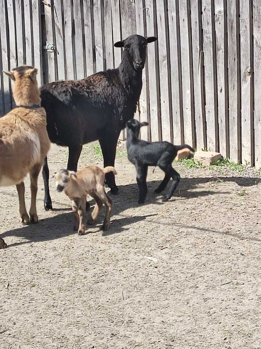 Вівці камерунські