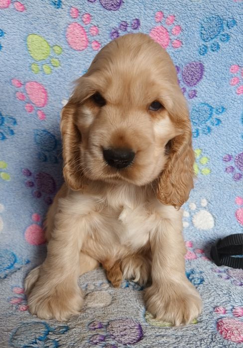 Cocker spaniel angielski złoty chłopczyk