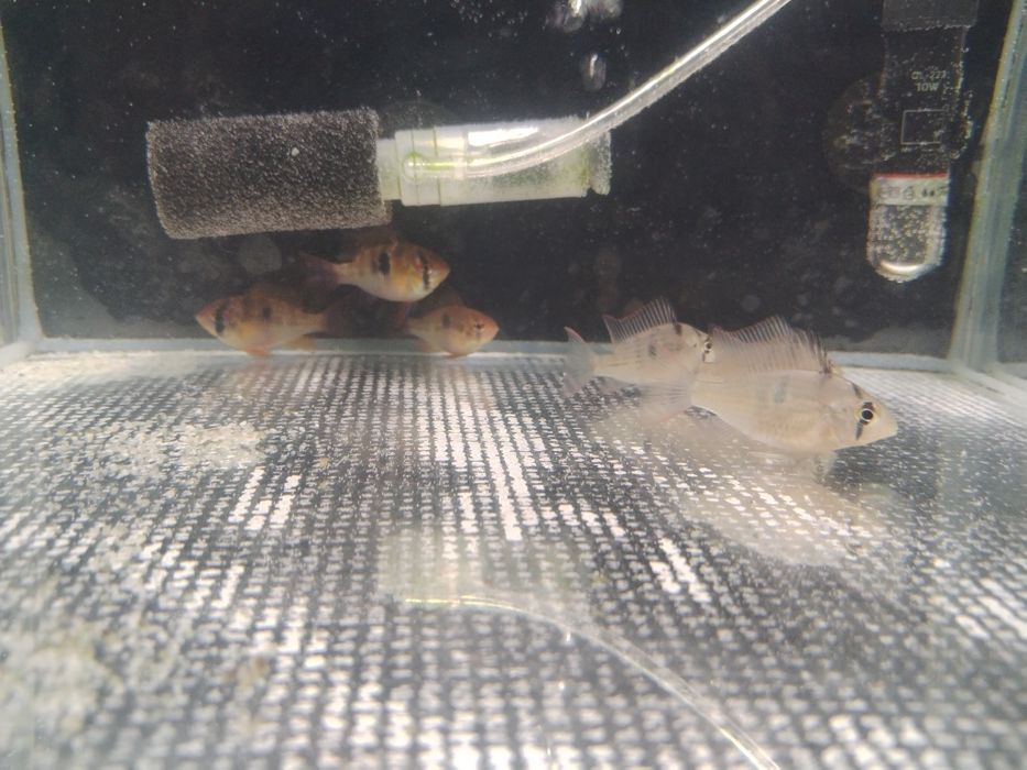 Ramirezis Para venda