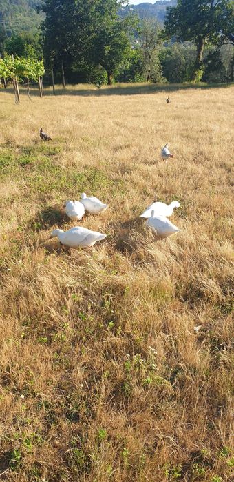 Patos caseiros prontos a comer