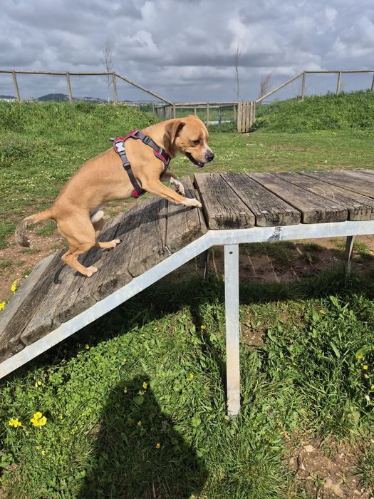 Fluffy Petsitting e Petboarding em Lisboa