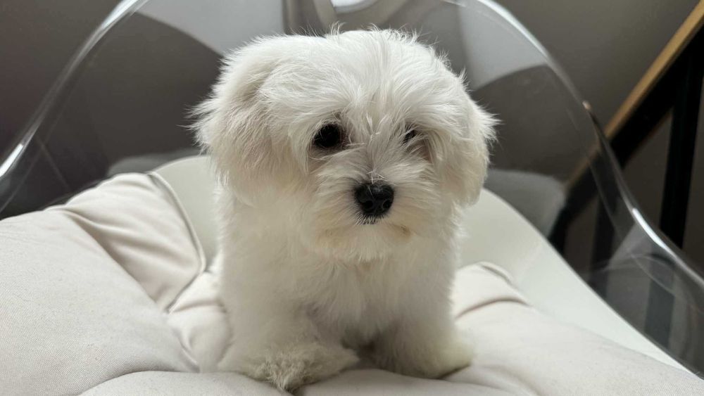 Mini Piesek Maltańczyk z Rodowodem Chipem