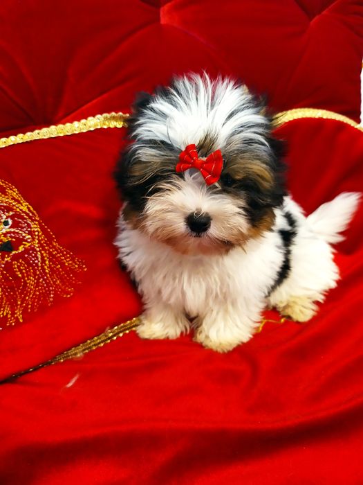 Mini samczyk do 1,50kg Biewer Yorkshire terrier.