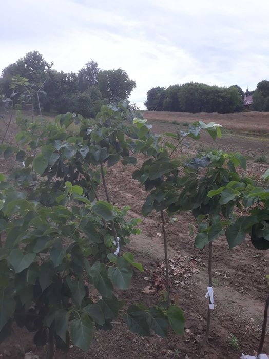 Ozdobne lipy miododajne dostepne wiele odmian  kwitna nawet w sierpniu