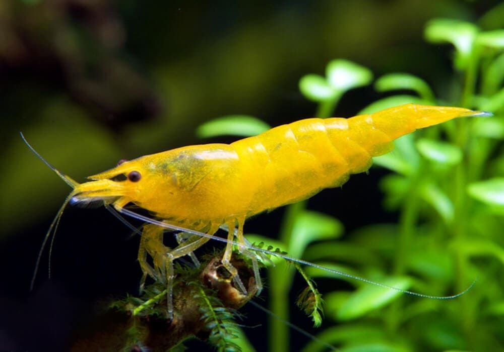 Креветки неокардины