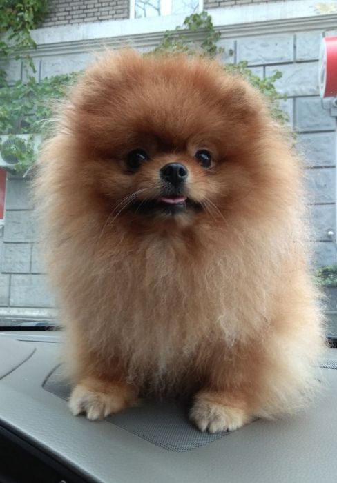 Предлагается шпиц вязка