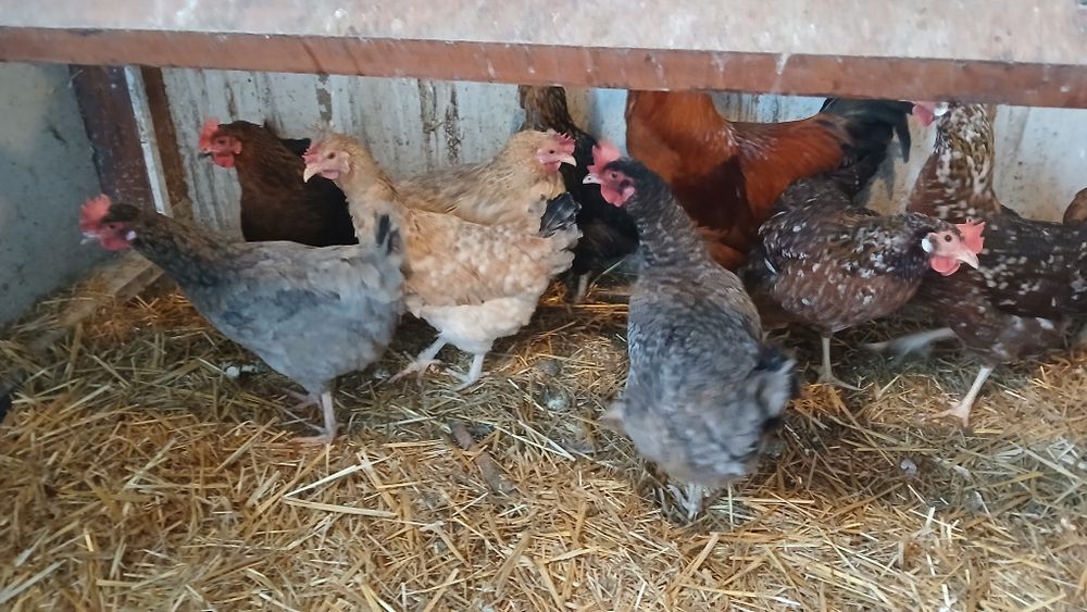 Kury nioski  czubatki