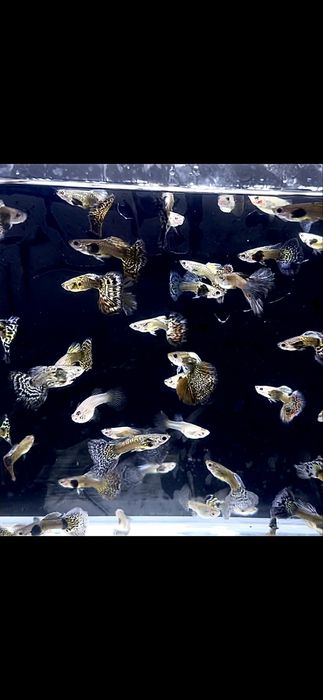 Gupik , gupiki mix dragon snakeskin halfmoon