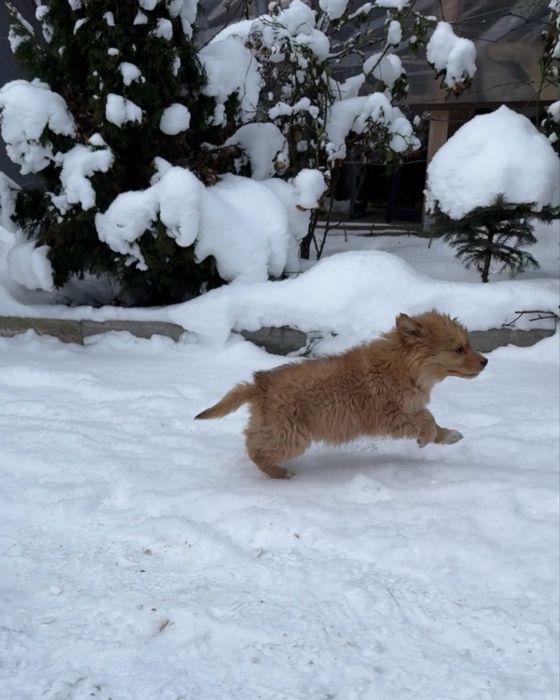 Цуценята шукають дім (від 22.10) - дівчинка