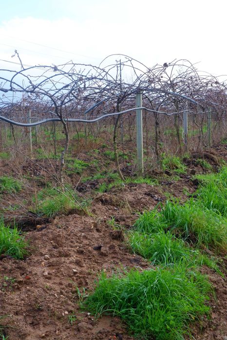 Estrutura para pomar de Kiwi